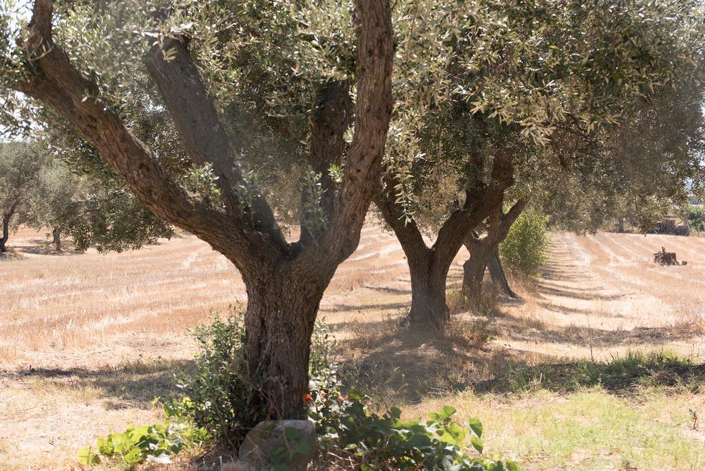 Agriturismo Casale San Benedetto Ceri Eksteriør bilde