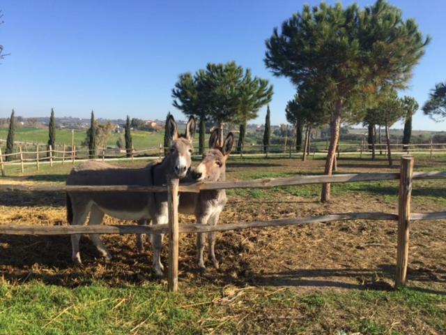 Agriturismo Casale San Benedetto Ceri Eksteriør bilde